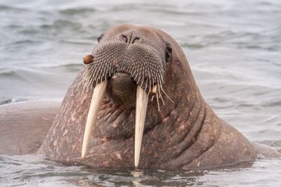 Holly Brown, 2015 Svalbard Photography Tour, photograph 4