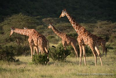 Reticulated giraffe, Samburu National Reserve, Kenya