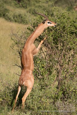 Gerenuk, browsing on leaves of an acacia tree. Samburu National Game Reserve. Kenya