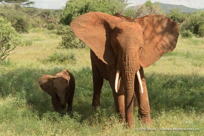 African Elephant, mother with baby. Samburu Wildlife Conservancy, Kenya