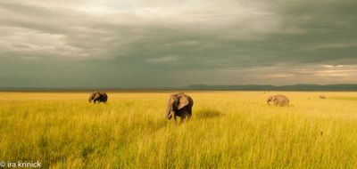 Ira Krinick, 2016 Kenya Photography Tour, photograph 1