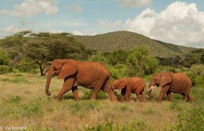 Ira Krinick, 2016 Kenya Photography Tour, photograph 2