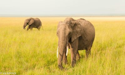 Ira Krinick, 2016 Kenya Photography Tour, photograph 3