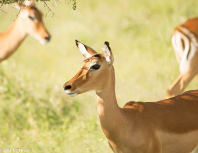 Ira Krinick, 2016 Kenya Photography Tour, photograph 4