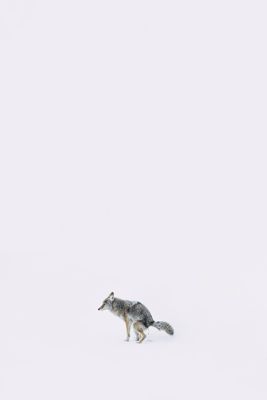 Dune Baydoun, 2016 Winter in Yellowstone Photography Tour II, photograph 1