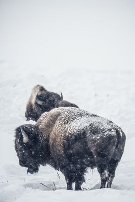 Dune Baydoun, 2016 Winter in Yellowstone Photography Tour II, photograph 3