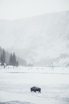 Dune Baydoun, 2016 Winter in Yellowstone Photography Tour II, photograph 4