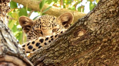 Rosanne Zapp, 2015 South Africa Ultimate Cat Experience I, photograph 1