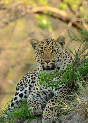 Rosanne Zapp, 2015 South Africa Ultimate Cat Experience I, photograph 2