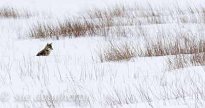 Sue Dougherty, 2016 Winter in Yellowstone Photography Tour II, photograph 1
