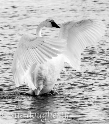 Sue Dougherty, 2016 Winter in Yellowstone Photography Tour II, photograph 2