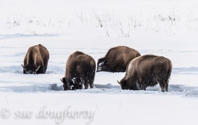 Sue Dougherty, 2016 Winter in Yellowstone Photography Tour II, photograph 4