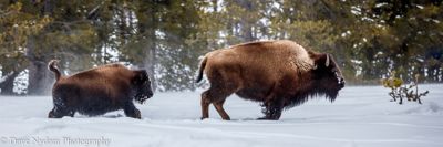 Dave Nydam, 2016 Winter in Yellowstone Photography Tour II, photograph 1