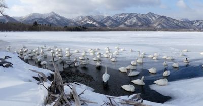 william phillips, 2016 Japan Winter Wildlife Photography Tour, photograph 1