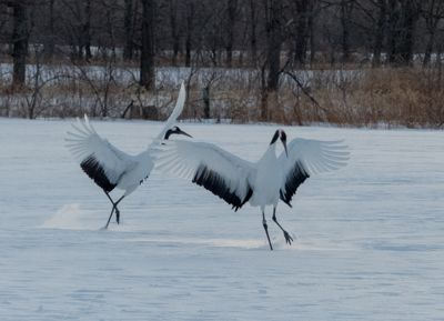 william phillips, 2016 Japan Winter Wildlife Photography Tour, photograph 2