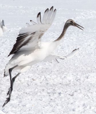 william phillips, 2016 Japan Winter Wildlife Photography Tour, photograph 4
