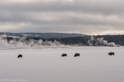 Holly Brown, 2016 Winter in Yellowstone Photography Tour II, photograph 1