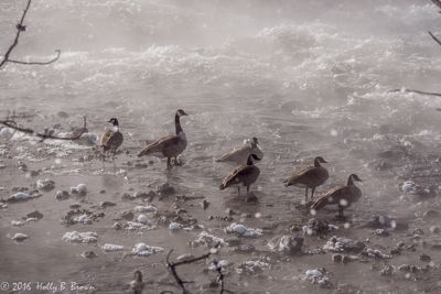 Holly Brown, 2016 Winter in Yellowstone Photography Tour II, photograph 2
