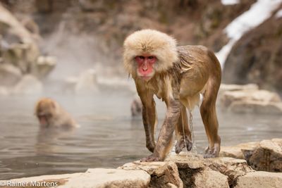 Rainer Martens, 2016 Japan Winter Wildlife Photography Tour, photograph 1