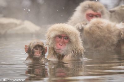 Rainer Martens, 2016 Japan Winter Wildlife Photography Tour, photograph 2