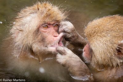Rainer Martens, 2016 Japan Winter Wildlife Photography Tour, photograph 3
