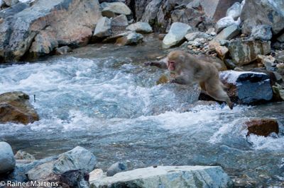 Rainer Martens, 2016 Japan Winter Wildlife Photography Tour, photograph 4