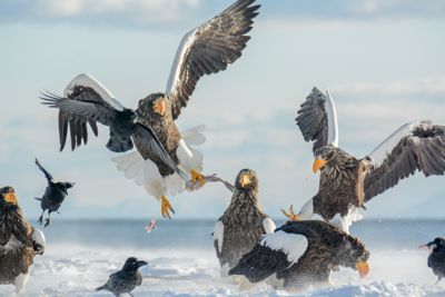 Plucky crows brave talons for fish