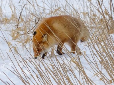 Shy red fox
