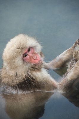 Michael Pless, 2016 Japan Winter Wildlife Photography Tour, photograph 1