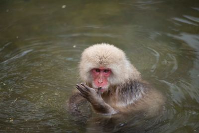 Michael Pless, 2016 Japan Winter Wildlife Photography Tour, photograph 2
