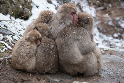 Michael Pless, 2016 Japan Winter Wildlife Photography Tour, photograph 3