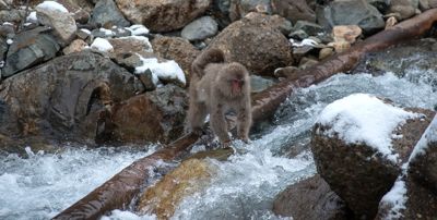 Michael Pless, 2016 Japan Winter Wildlife Photography Tour, photograph 4