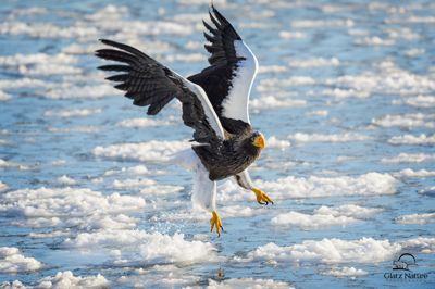 David and Shiela Glatz, 2016 Japan Winter Wildlife Photography Tour, photograph 1