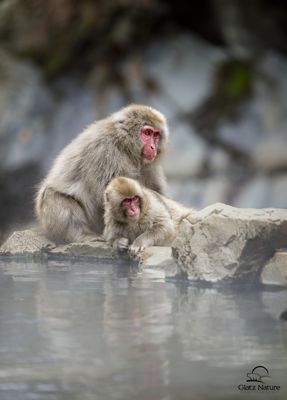 David and Shiela Glatz, 2016 Japan Winter Wildlife Photography Tour, photograph 2