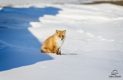 David and Shiela Glatz, 2016 Japan Winter Wildlife Photography Tour, photograph 3