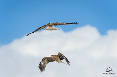 David and Shiela Glatz, 2016 Japan Winter Wildlife Photography Tour, photograph 4