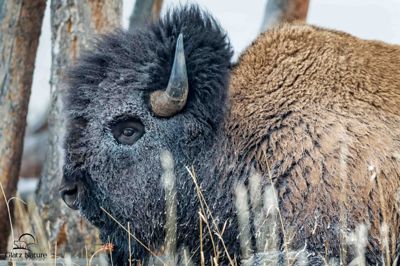 David and Shiela Glatz, 2015 Winter in Yellowstone Photography Tour, photograph 1