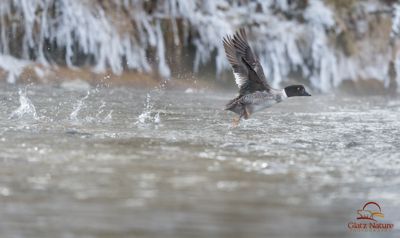 David and Shiela Glatz, 2015 Winter in Yellowstone Photography Tour, photograph 2