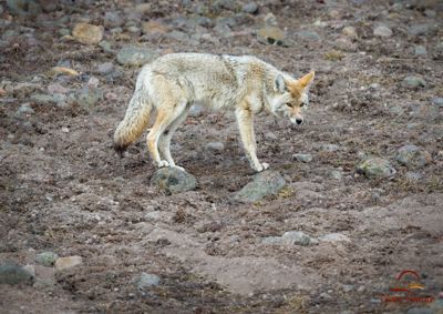 David and Shiela Glatz, 2015 Winter in Yellowstone Photography Tour, photograph 3