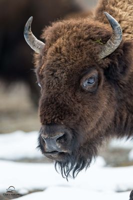 David and Shiela Glatz, 2015 Winter in Yellowstone Photography Tour, photograph 4