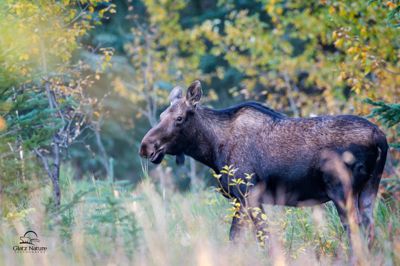 David and Shiela Glatz, 2014 Canadian Rockies Fall Photography Tour, photograph 1