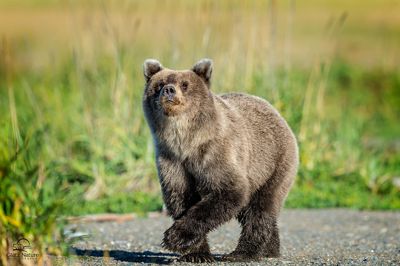 David and Shiela Glatz, 2015 Alaska Brown Bear Photography Tour II, photograph 1