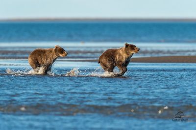 David and Shiela Glatz, 2015 Alaska Brown Bear Photography Tour II, photograph 2