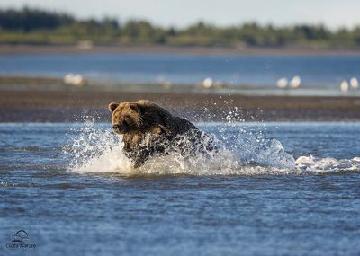 David and Shiela Glatz, 2015 Alaska Brown Bear Photography Tour II, photograph 3