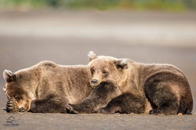 David and Shiela Glatz, 2015 Alaska Brown Bear Photography Tour II, photograph 4