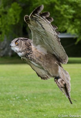Turkmenistan Eagle Owl at the falconry at Dalnousie Castle