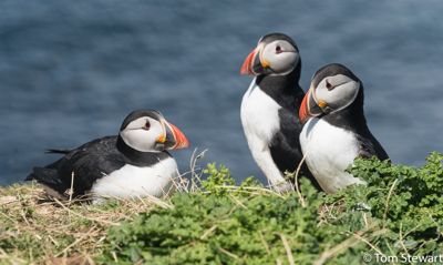 Puffins – off the coast of the Isle of Mull