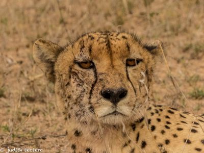 Judith Leclerc, 2015 South Africa Ultimate Cat Experience II, photograph 3