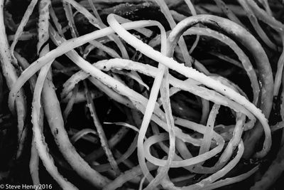 Kelp Lace