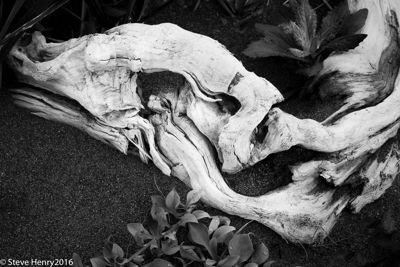Skeletal Remains